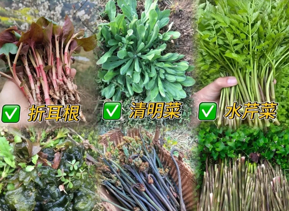 Ұ˳ɶ̫棡