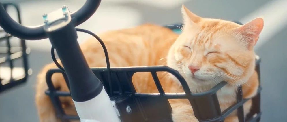 被滴滴的这两支猫片治愈了！