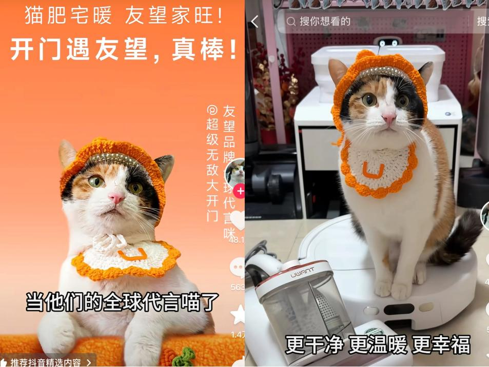 从“萝卜纸巾猫”到“接水方师傅”，为何小猫接连成为广告顶流？